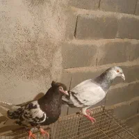 ۸۰۰