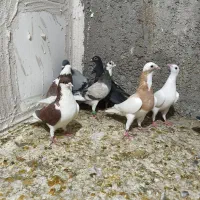 کفتر پرشی