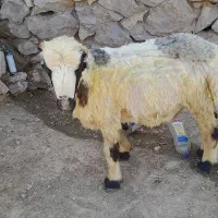بره