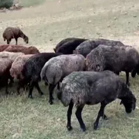 حیوانات مزعه