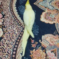 عروس هلندی دونه ای جوجه دارم قیمت مناسب