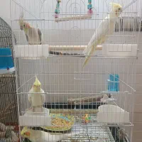 عروس هلندی با جوجه