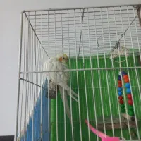 عروس هلندی ۶ماهه