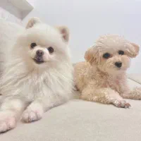 توله های دو ماهه بامزه و پشمالو