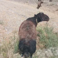 قوچ افشار