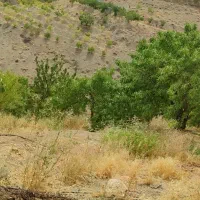 باغ-یاسی-چاه-دنبال-رود-خونه