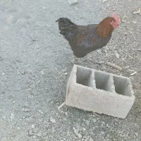 خروس محلی مشکی