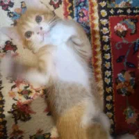 بچه گربه