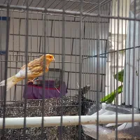 فروش ۴عدد قناری