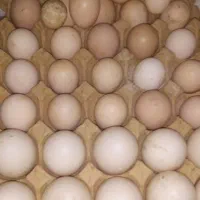تخم مرغ محلی خوراکی ونطفه دار