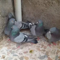 کفتر کاشان