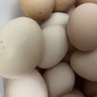 تخم مرغ محلی