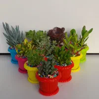 پک ۱۰ عددی گل کاکتوس