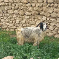 بز کشتاری|حیوانات مزرعه|شاهرود, |دیوار