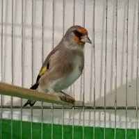 پرنده|پرنده|بوشهر, |دیوار
