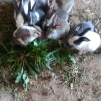 تعداد ۹ تا خرگوش دوتا بالغ