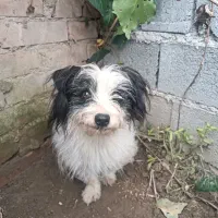 واگذاری شیتزو نر