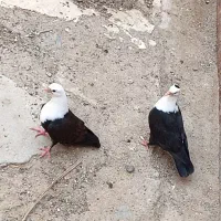 کربلای سه تا جوانه