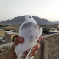 طوقی طوقی طوقی