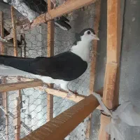 کبوتر ماده چادر به سر