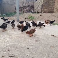 جوجه محلی