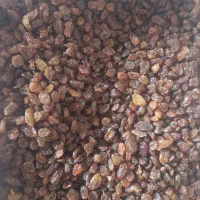 عمده فروشی کشمش پلویی شکلات سنگی دراژه
