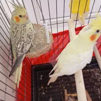 جوجه عروس هلندی