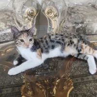 واگذاری گربه ماده ،خانگی