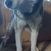 سگ هاسکی خانگی