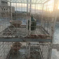 قفس وگنجه جفتگاه و تور