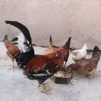 مرغ و خروس