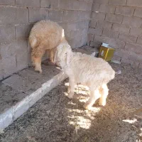 بره