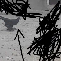 کبوتر