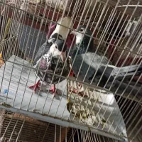 کفترخال افشون وساده سبز