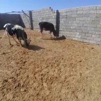 دو راس گوساله یکی نر یکی ماده جنس درجه یک