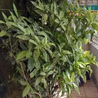 درختچه ی زیبا و همیشه سبز اکوبا(قهوه )