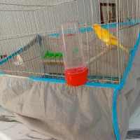 قناری پرتغالی ماده