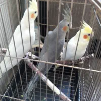 عروس هلندی