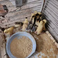 جوجه اردک خارجی
