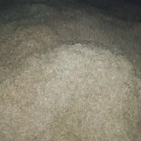 کاه گندوم