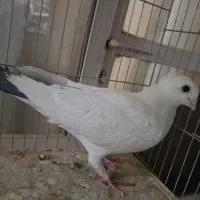 کبوتر ساتن