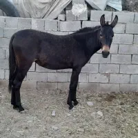 یک راس کره قاطر ماچه زیر دوسال