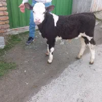 نرو ماده بندر گلستان