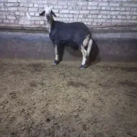 بره قوچ کله عروس