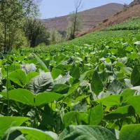 فروش-1000-متر-باغ-آلونک-دار-برق-سهم-آب