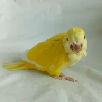 جوجه راهب