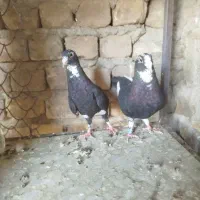 ماده پلنگ