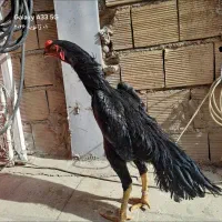 خروس اوشامو یه تیغ مشکی