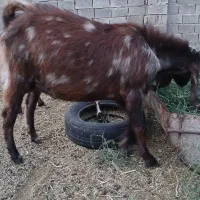 ۲ راس چاووش
