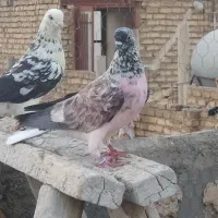 8تاکبوتر